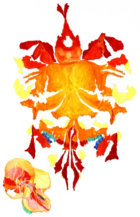 Constant-Scale Natural Boundary Map of a Monkey Cranium